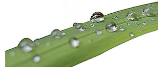 Droplets on grass