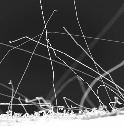 SEM Image of growing zinc whiskers