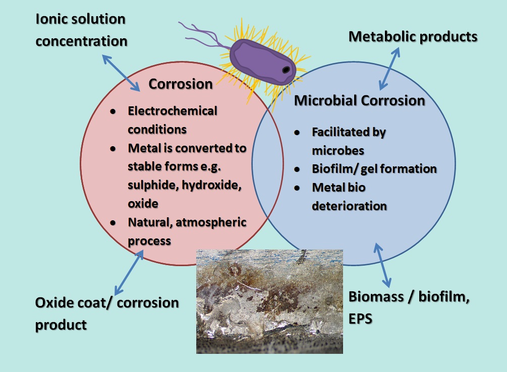 Microbial Induced Corrosion and Electrochemical Corrosion